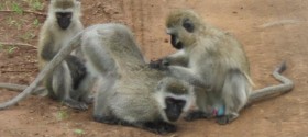 monkey